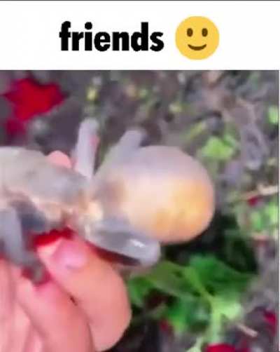 buddies