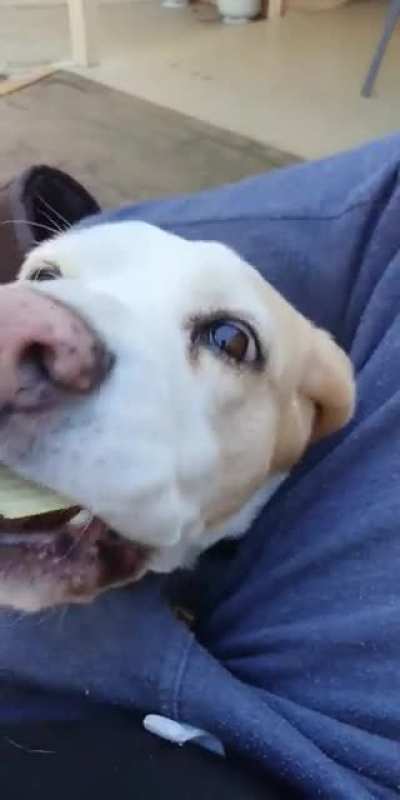 Woof_irl