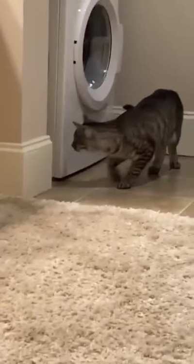 Котики