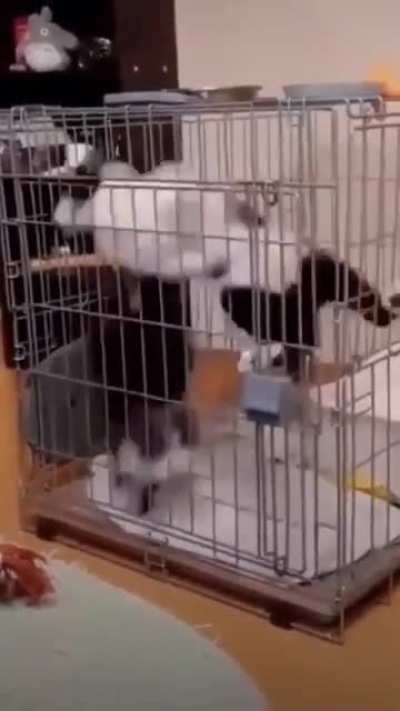 Cage Chaos