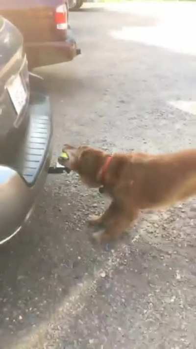 woof_irl