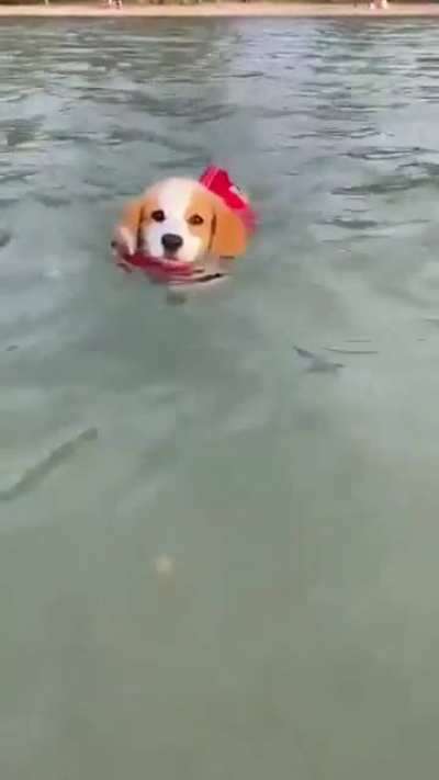 This is Muffin. She hopes there&rsquo;s still a spot on the Olympic team for her.