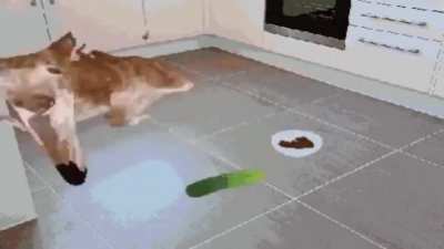meow
