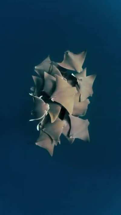 🔥 A group of rays is called a 