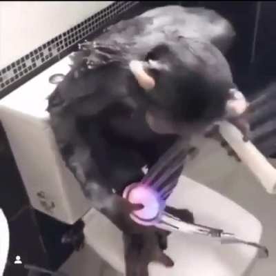 monkeys