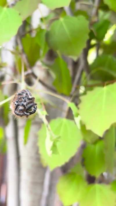 Cluster of caterpillars