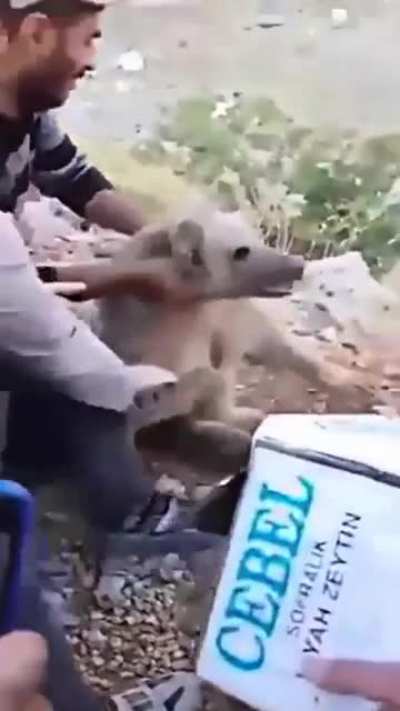 &ldquo;Helping&rdquo; a stuck bear cub