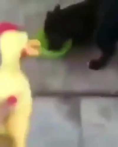 Lindo perrito