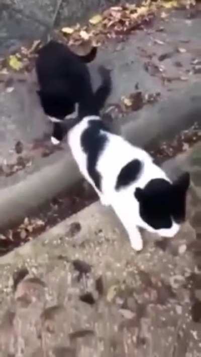 Влюбленные котики