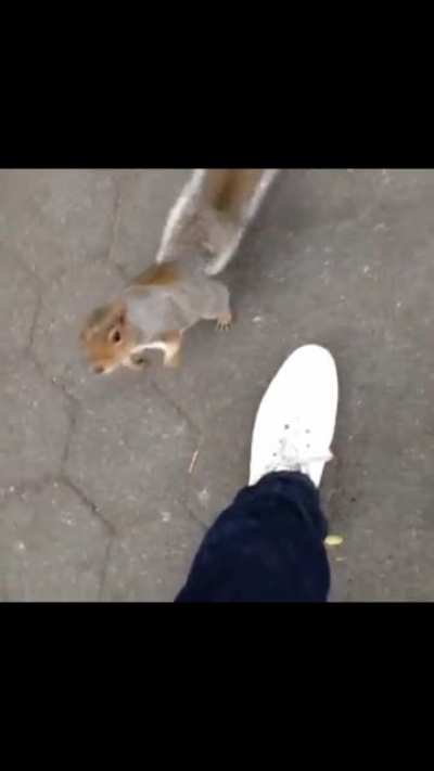 Squirrel