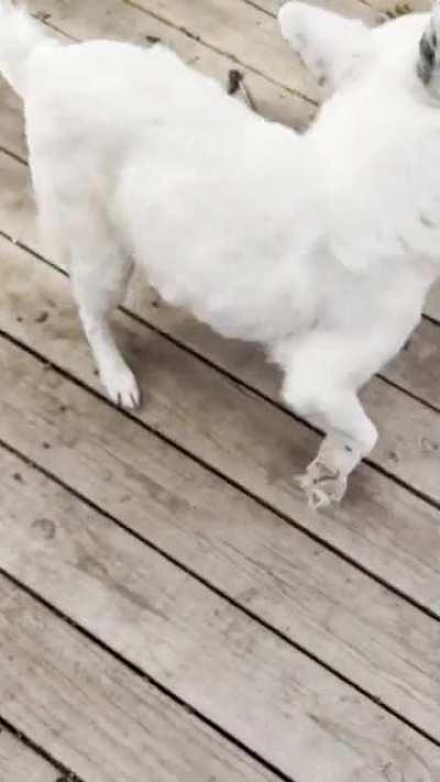 She&rsquo;s 14 born deaf, and mostly blind. Still a happy girl and a pup at ❤️