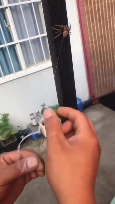 Question: How do you milk a spider?
