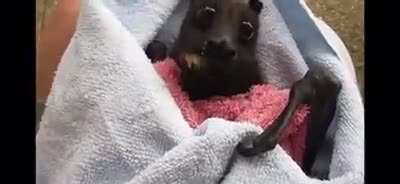 This enormous monch