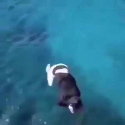 Bom dia seus arrombados