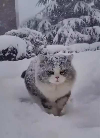 Majestic kitty