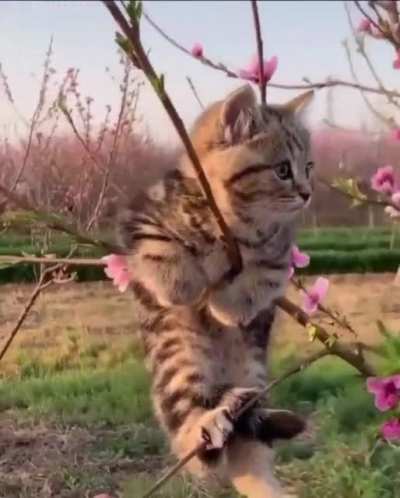 weird looking branch