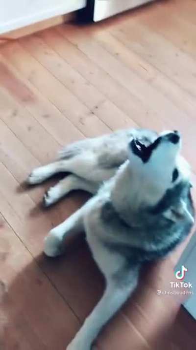 Screamin&rsquo; husky