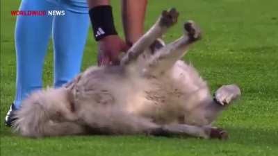 A stray dog stole the show and the hearts of thousands of fans when he ran onto the field on a professional soccer match in Potos&iacute;, Bolivia