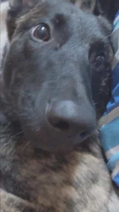 CaNiNe LeAvEs No WiTnEsSeS