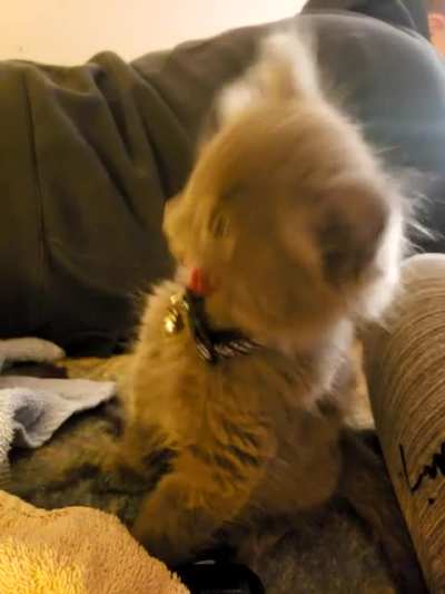 Котик