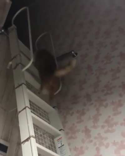 Bounce bounce bounce