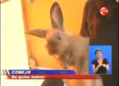 El conejo que no quiso hablar con una periodista por ser una noticia "que a NADIE LE IMPORTA a la gente" esto no es broma .... Es enserio hay noticias as&iacute;.