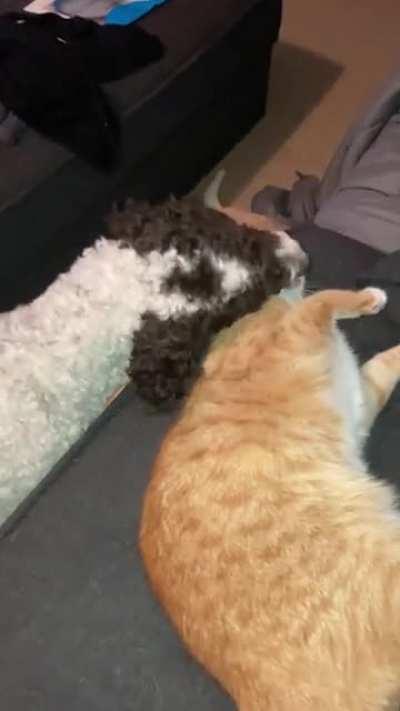Our labradoodle and cat play like this every day