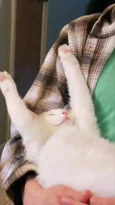 Cat Sleeping Deeply as It Lays on Guy&rsquo;s Lap With Both Hands up While Another Guy Comments