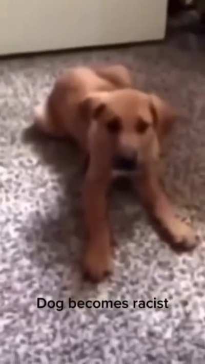 Racist doggo