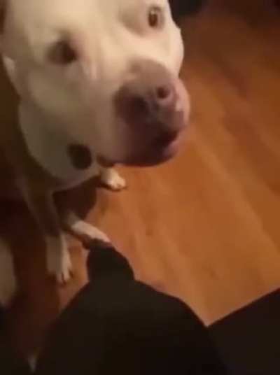 Dogs aren't supposed to eat jellybeans!
