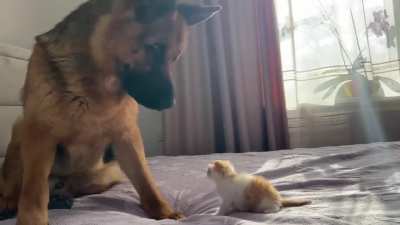 Kitty trying to comprehend if huge non-cat-looking cat is friend or not, while non-cat-looking cat is confused [by &copy; Rocky]
