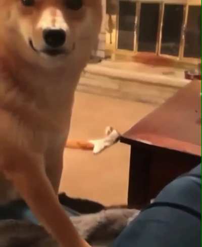 Que cara de pau