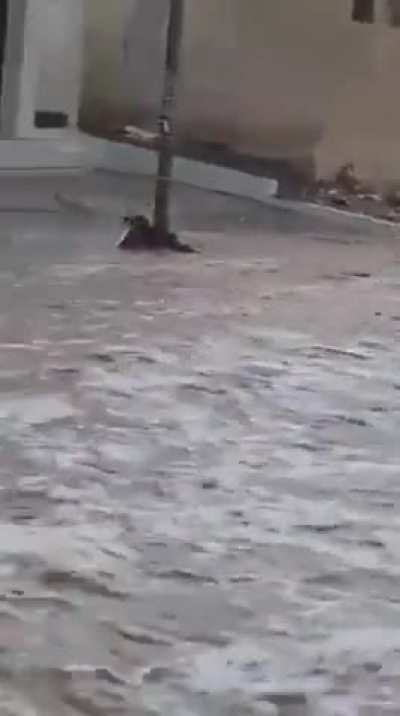 An Omani man jumps and saves a cat from floodwaters
