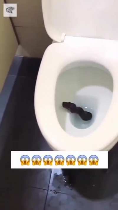 Imagine this bastard snapping at your undercarriage 😬