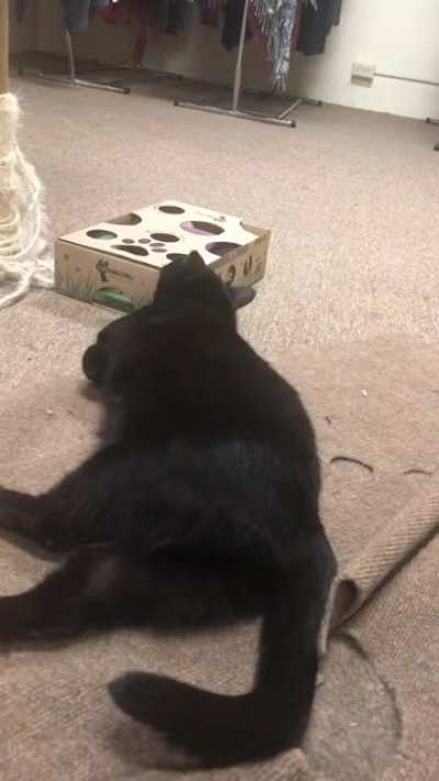 Rescue foster Mr Peeps may like his treats a little too much