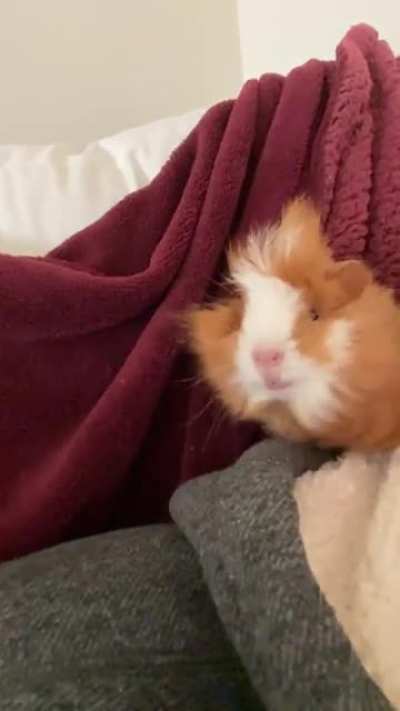 I decided to video Noodle&rsquo;s wheeks and use slow-mo. This is the end result. *sound on*