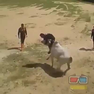 This guy has an interesting method for taming bulls