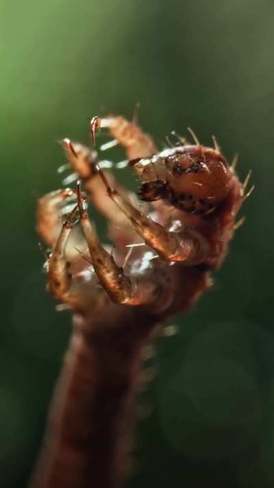 🔥 A Carnivorous Caterpillar 