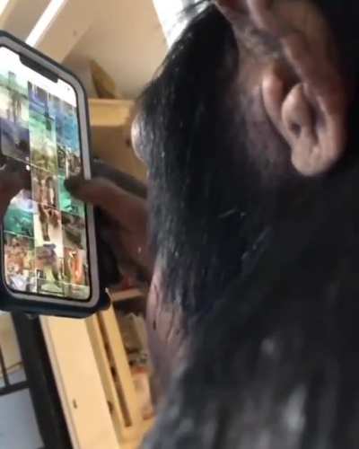 A chimpanzee using Instagram