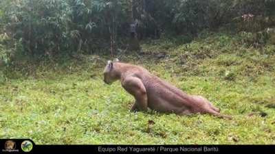 Beefy mountain lion captured through camera traps in the little-explored and remote Yungas of Argentinas.