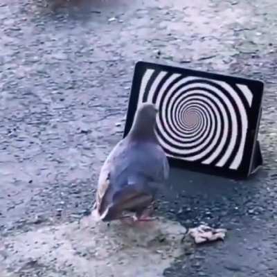 🕊