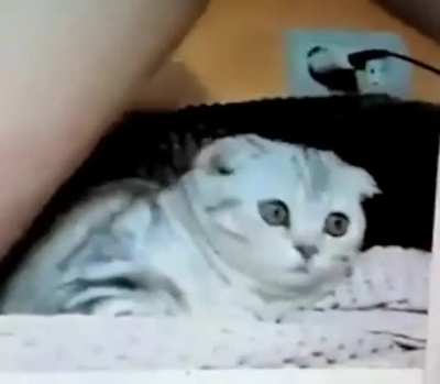 poor kitty