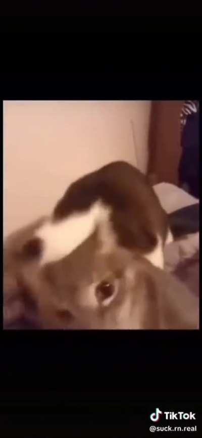 Rel