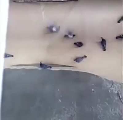 Pigeons being sucked in at a grain factory in Russia