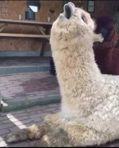 Sing