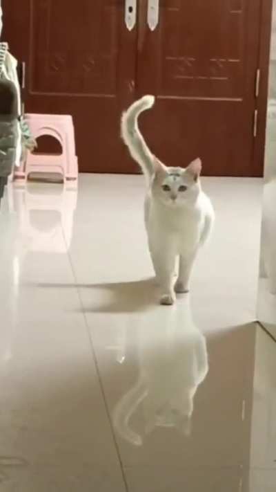 Mi gato viendo que es viernes 😂🥹