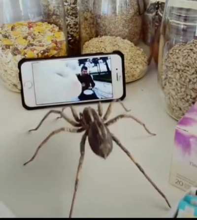 Vibing spider: +1 vibe +50 charisma, vibes when Llevan Polka is playing
