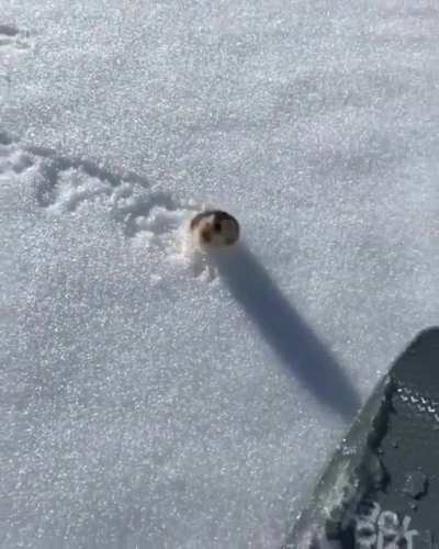 Arctic Viking Warrior gonna take you down, bro, this is MY mountain