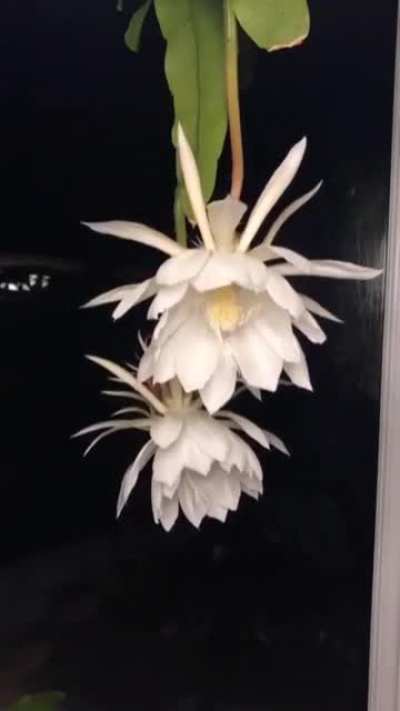 Queen of the Night