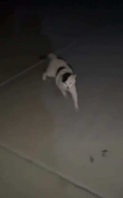 this cat makes me f&uuml;hrious
